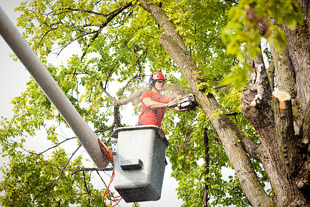 Large Tree Removal in Belmont Estates, VA